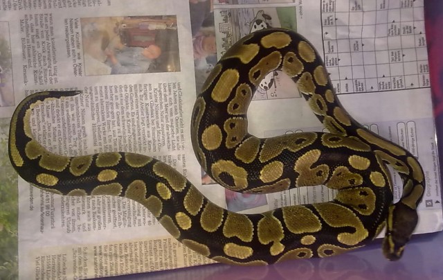 Königspython 0.1 100%het ghost - Schlangen Python - Lübeck