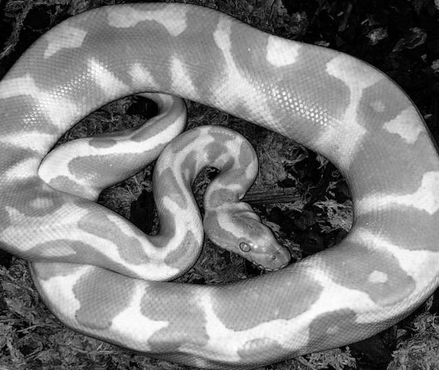 Königspython Albino - Schlangen Python - Boostedt 