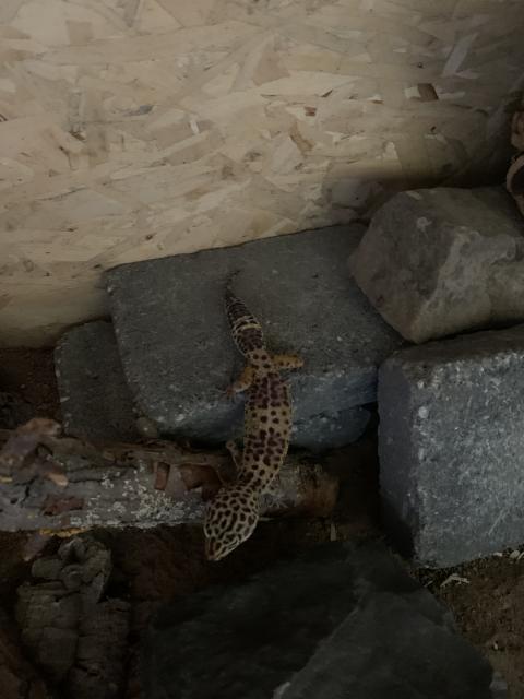 Leopardgecko Weibchen - Gecko - Wolfenbüttel 