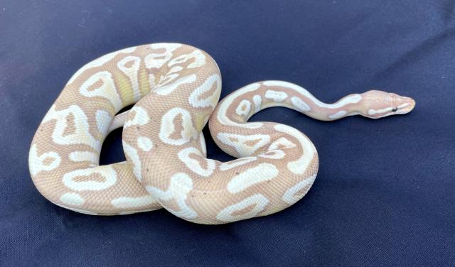 Verkaufe Königspythons aus Nachzuchten 2017/ 2019; Banana, Mojave, etc - Schlangen Python - Pullach