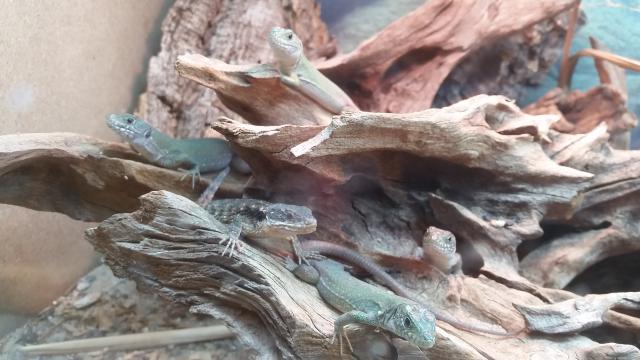 Marokkanische Perleidechsen Timon tangitanus NZ 07/19 - Echsen - Soest