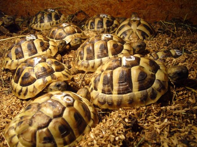 Griechische Landschildkröten (THB) NZ 2021 - Schildkroeten - Büdingen