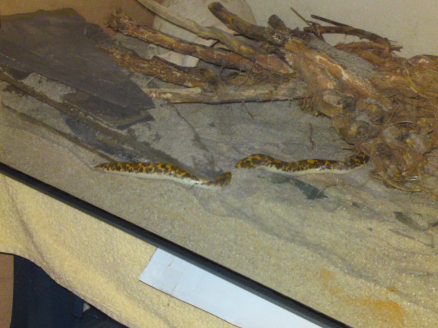 Kenya Sandboa (Gongylophis colubrinus loveridgei) zu verkaufen! - Schlangen Boa - Bausendorf