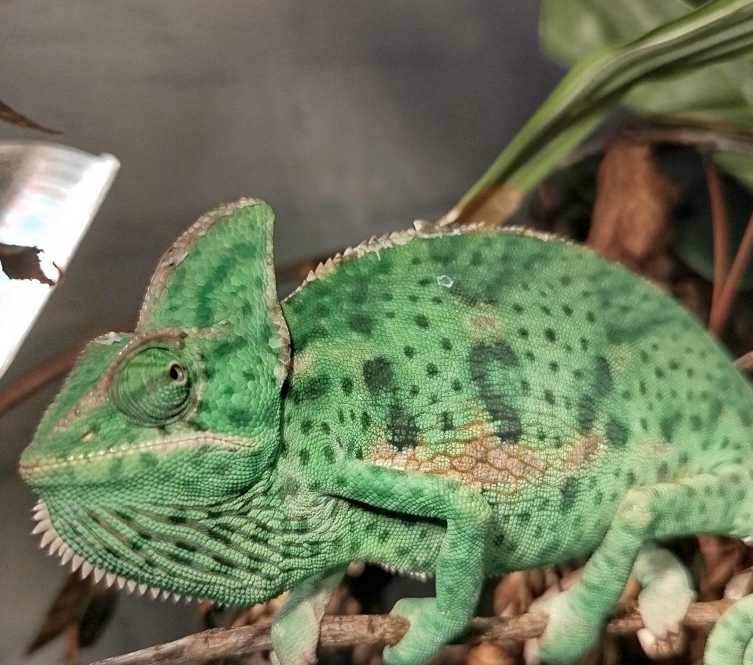 JemenChamäleon Weibchen fast 1 Jahr jung - Chamaeleon - Ahlen, Westf (Innenstadt)