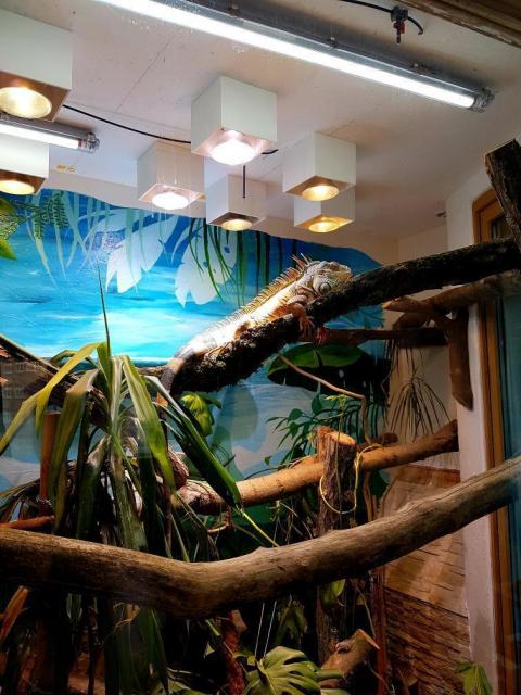 SUCHE: Iguana iguana (Grüner Leguan) Weibchen, möglichst älter als 10 Jahre - Leguan - Elgersburg