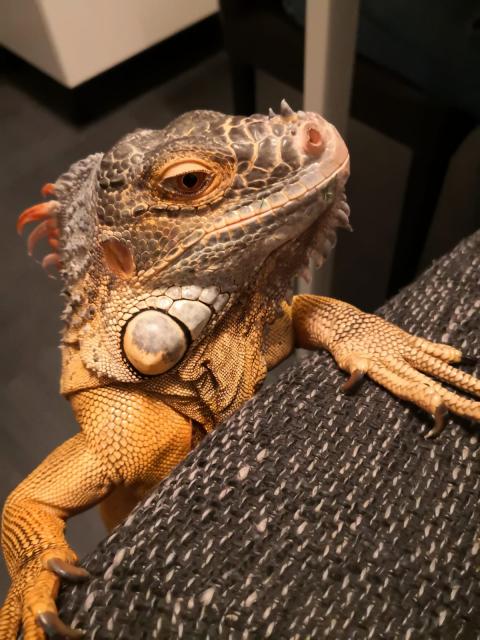 Leguan iguana - Leguan - Hanau