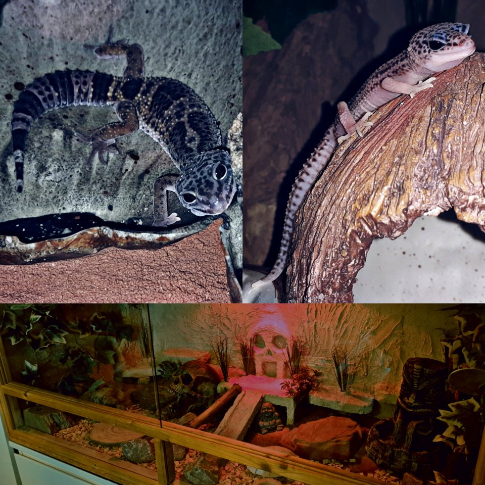 2 Leopardgeckos, Terrarium und Zubehör - Gecko - Oberndorf am Neckar