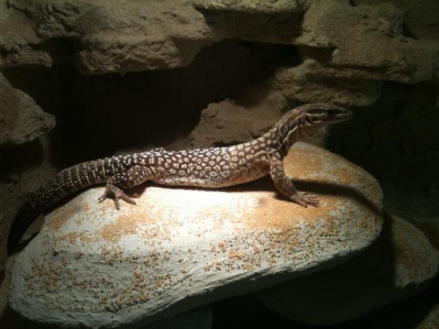 Stachelschwanzwaran - Varanus Acanthurus abzugeben - Warane - Kerzenheim