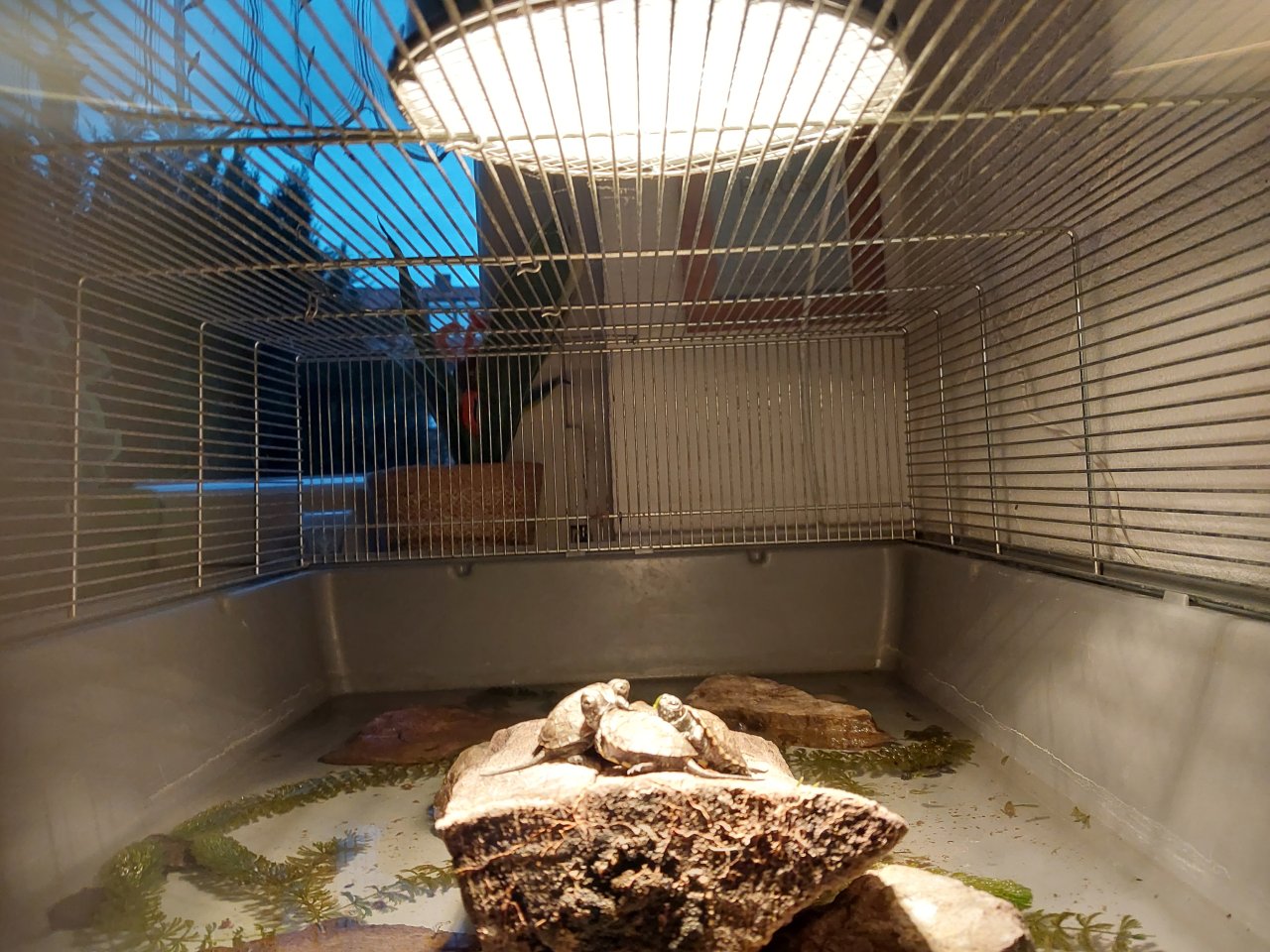 Emys orbicularis,  Nachzucht 2022 - Schildkroeten - Würzburg