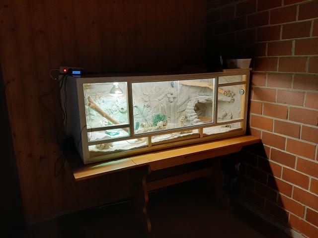 Bartagamen mit Terrarium zu verkaufen  - Bartagame Zwergbartagame - Cloppenburg 