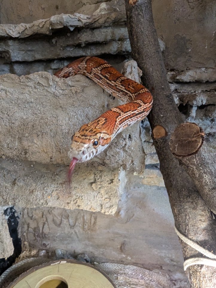 Kornnatter abzugeben - Schlangen - Freiberg am Neckar