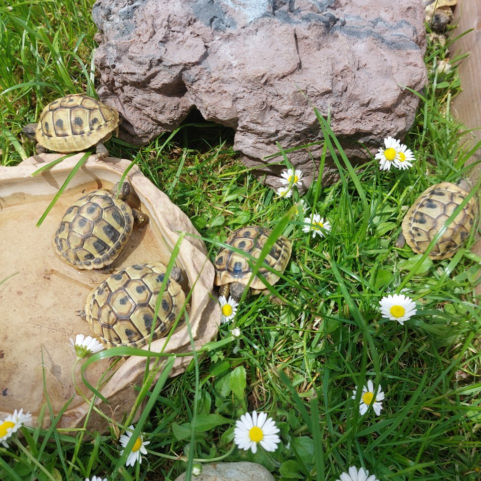 Griechische Landschildkröten/ Testudo hermanni, NZ 2022/2021 - Schildkroeten - Polling