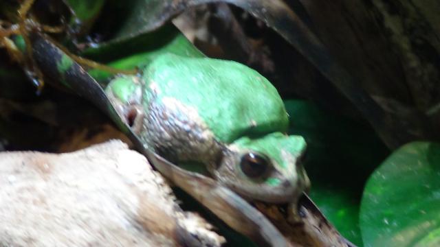 Beutelfrösche, Gastrotheca riobambae - Frosch - Berzhausen