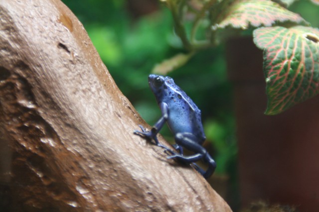 4 Dendrobates Azureus im Alter von 1- 1 1/2 Jahren abzugeben - Frosch - Wuppertal