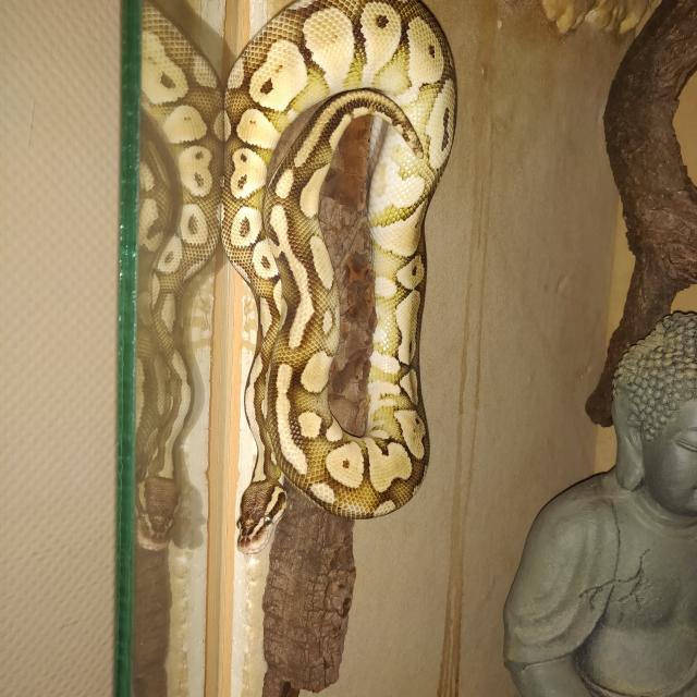 Königspython Pastel Lesser 1.0 - Schlangen Python - Berlin