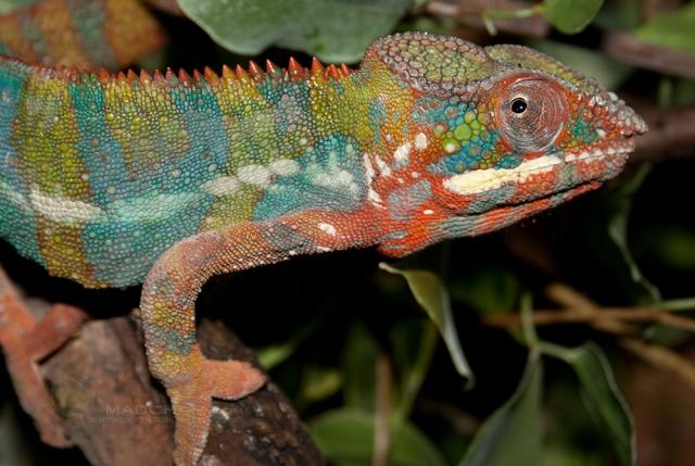 Pantherchamäleon männlich  - Chamaeleon - Villingen-Schwenningen