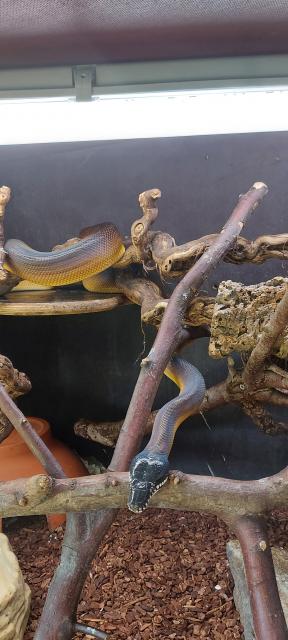 Weißlippenpythons abzugeben - Schlangen Python - Hohenroth
