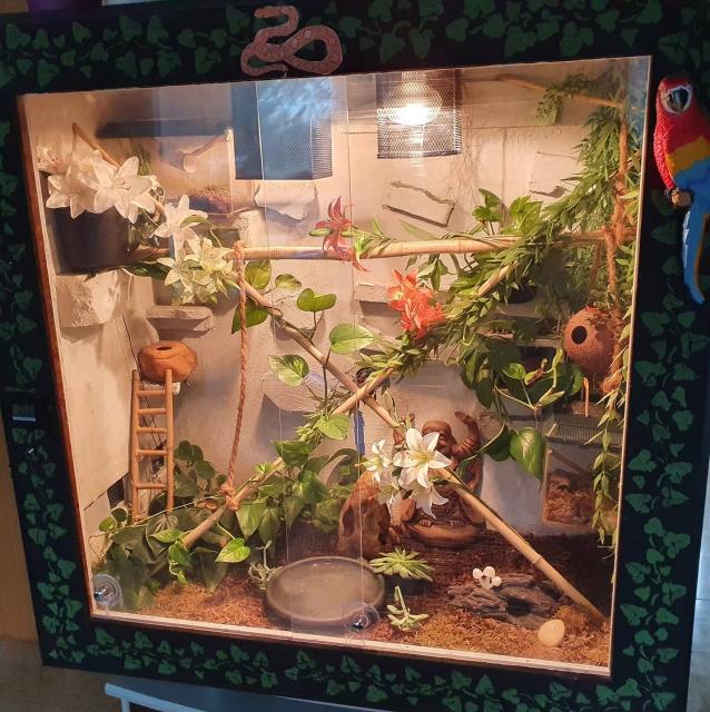 Terrarium mit Kornnattern  - Schlangen Natter - Eriskirch