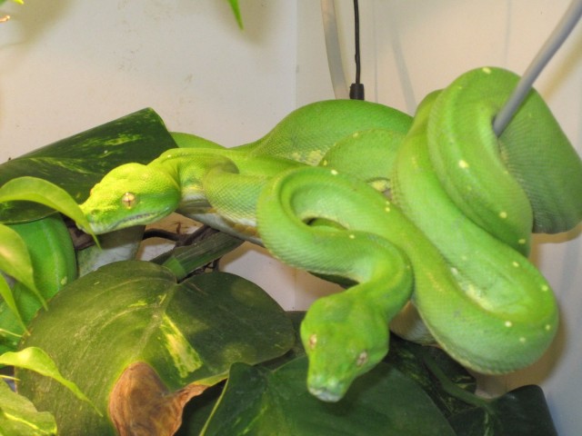 Pärchen Morelia Viridis Sorong (Gr. Baumpython) - Schlangen Python - Rödermark