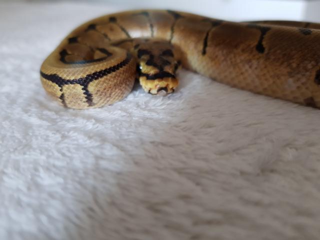 Königspython 0.1 - Schlangen Python - Aschaffenburg