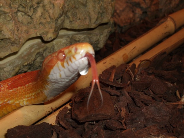 Kornnattern abzugeben! - Schlangen Natter - Kiel
