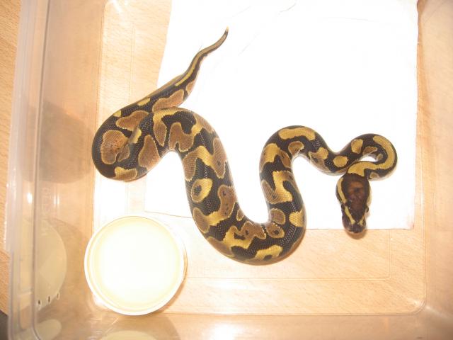 Biete eigene Nachzucht Köpys - Schlangen Python - Neukirchen