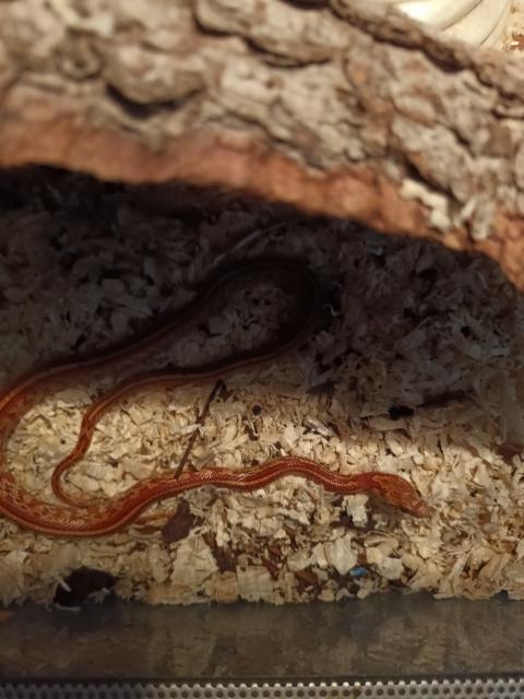 10 Monate alte Kornnatter mit Terrarium  - Schlangen Natter - Ennepetal 