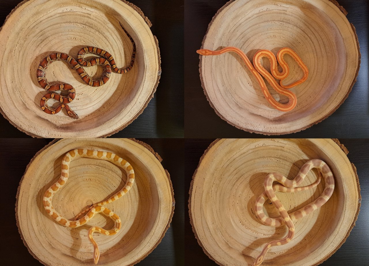 4x Kornnattern Nachwuchs aus 2021 - Schlangen - Nordhausen