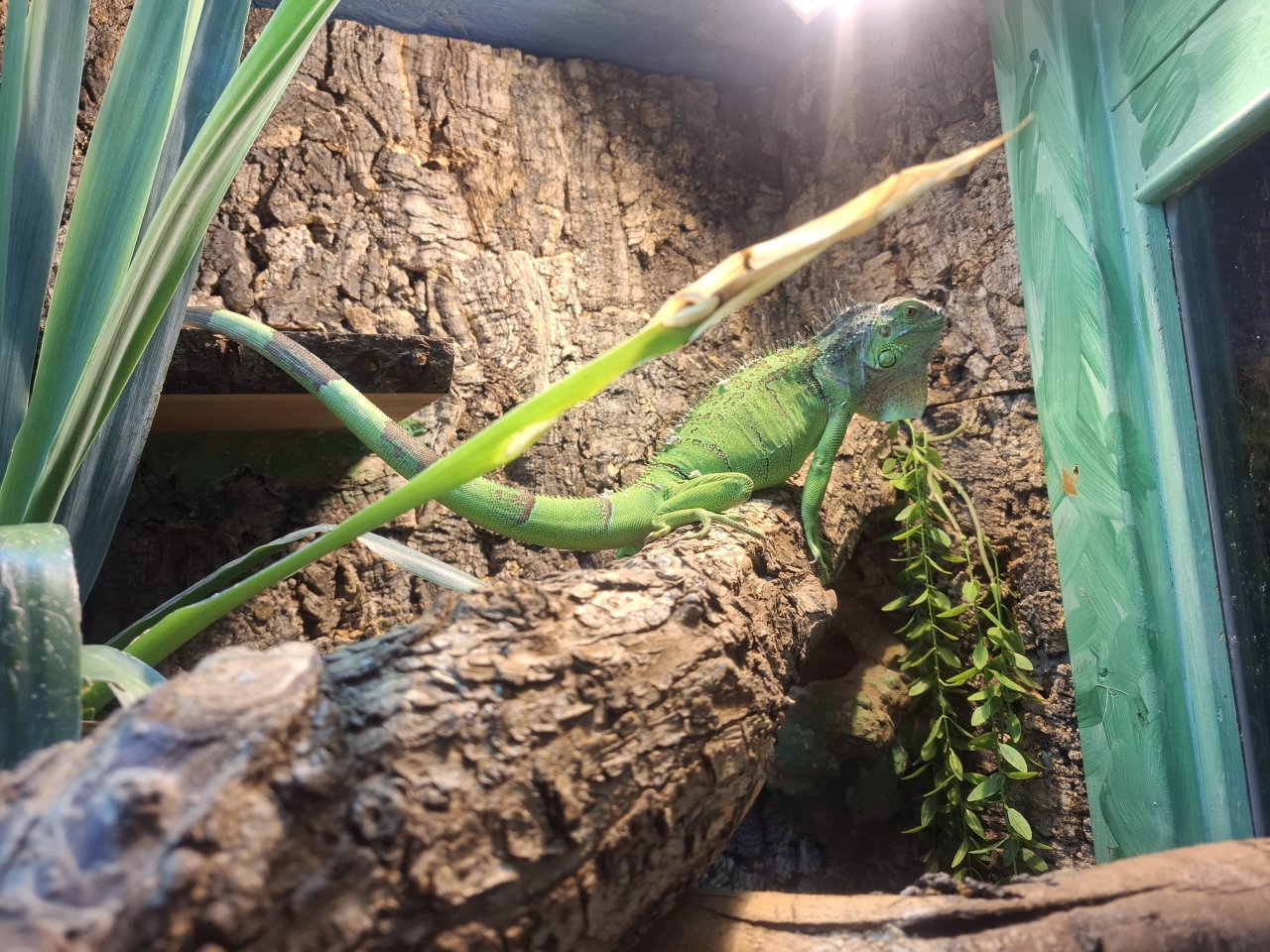 Grünen Leguan mit Terrarium - Echsen - Auerstedt