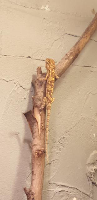 Jemen 1.0 geboren 12/2021 abzugeben - Chamaeleon - Essen