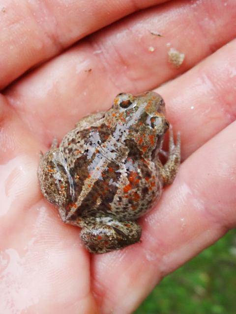 Knoblauchkröte pelobates fuscus - Frosch - Winnenden