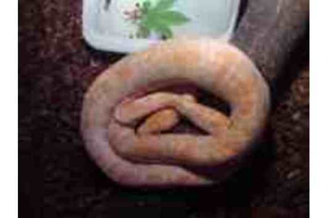 1.0 Albino Tigerpython 07/09 - Schlangen Python - Liebenburg