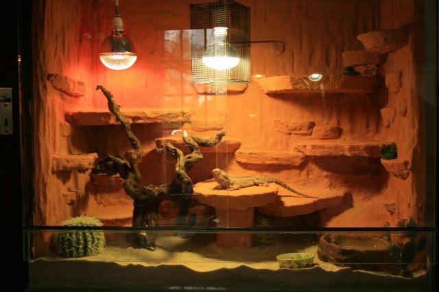 Bartagame mit schönem Terrarium zu verkaufen - Echsen - Ganderkesee