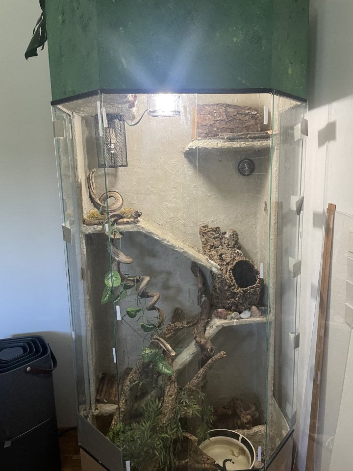 Kornnattern inkl. Terrarium und Zubehör - Schlangen - Sehnde