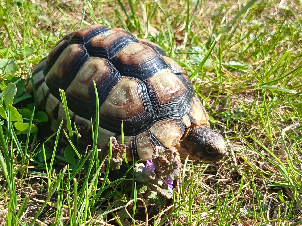 Breitrand-Schildkröten (marginata) - NZ 2020 und 2021 - günstig abzugeben - Schildkroeten - Salzweg