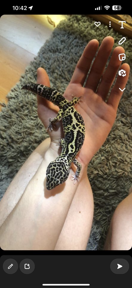 Leopardgeckos zur Abgabe - Gecko - Schwalmtal