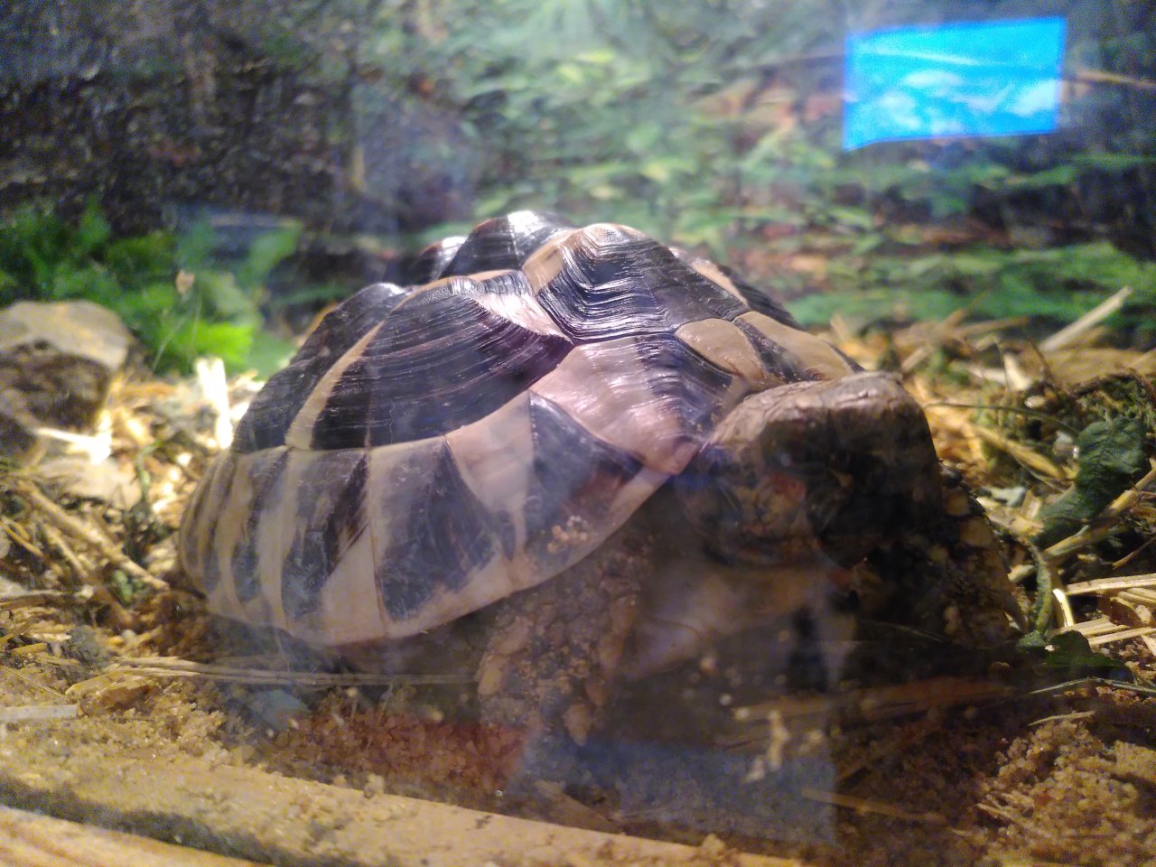 Griechische Landschildkröten abzugeben - Schildkroeten - Nidderau