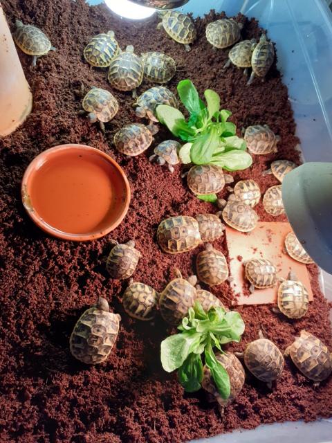 Griechische Landschildkröten THB, Nachzuchten 2021 - Schildkroeten - Bad Pyrmont