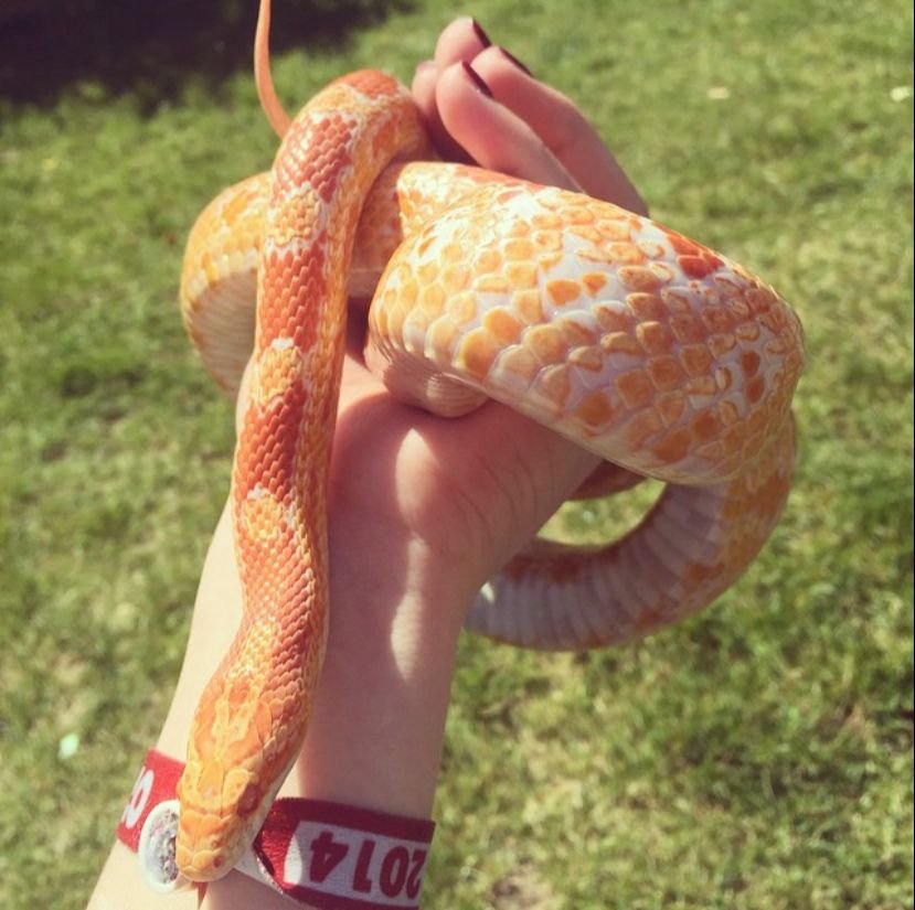 Kornattern inklusive Terrarium - Schlangen - Heusenstamm