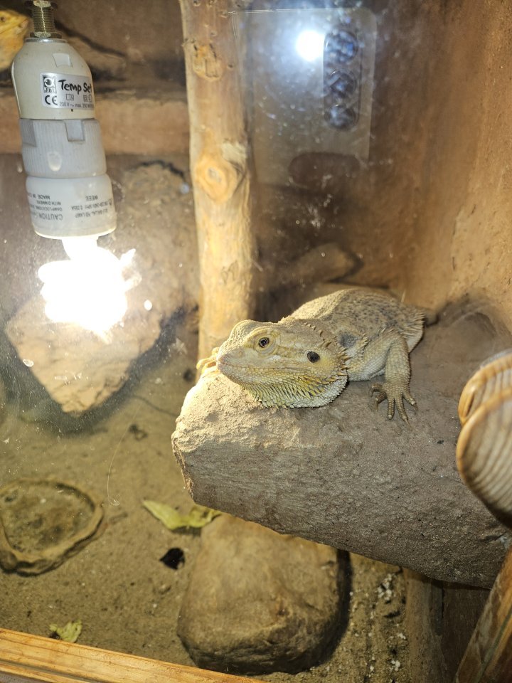 Zwei weibliche Bartagamen inkl Terrarium - Bartagame - Zwenkau