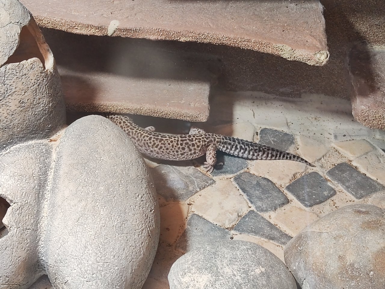 Terrarium mit 3 Leopardgecko Weibchen - Gecko - Haßfurt