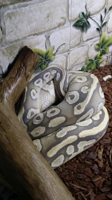 Königspyhton  - Schlangen Python - Nordhorn