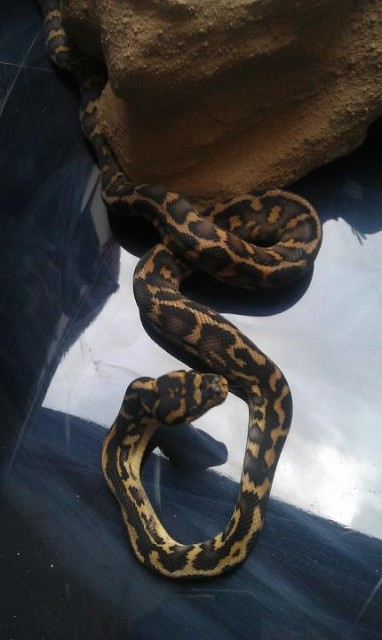 Morelia Spilota Pärchen abzugeben! TOP Genetik 150 Euro. Übergabe in Hamm mög - Schlangen Python - Warburg