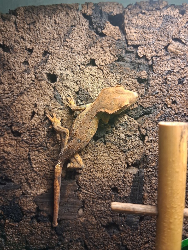 Kronengecko Jungtier - Gecko - Heringen Helme