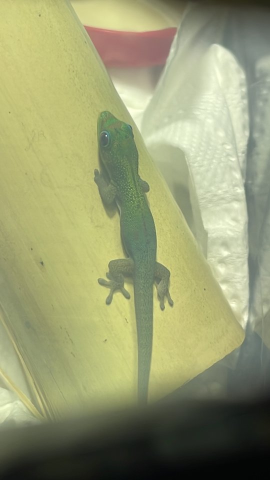 Phelsuma laticauda, Goldstaub-Taggecko - Gecko - Döbeln