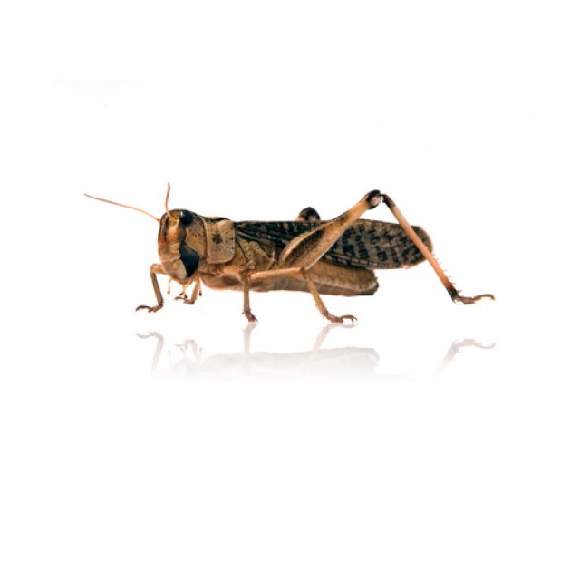 Futterinsekten - Heimchen, Steppengrillen, Mittelmeergrillen je Dose ab 1.15€ - Futtertiere - Wachtendonk