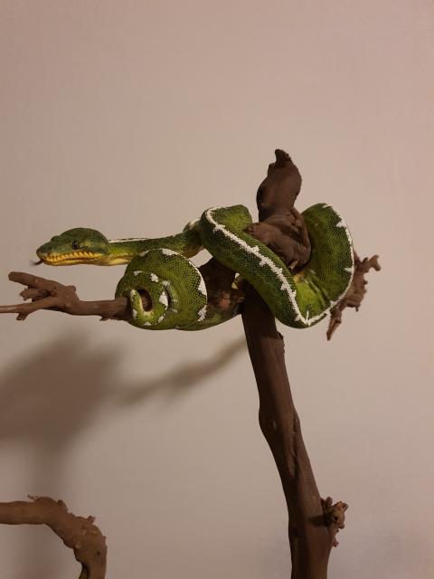 Suche nach Corallus batesii  - Schlangen Boa - Ulm (Donau)