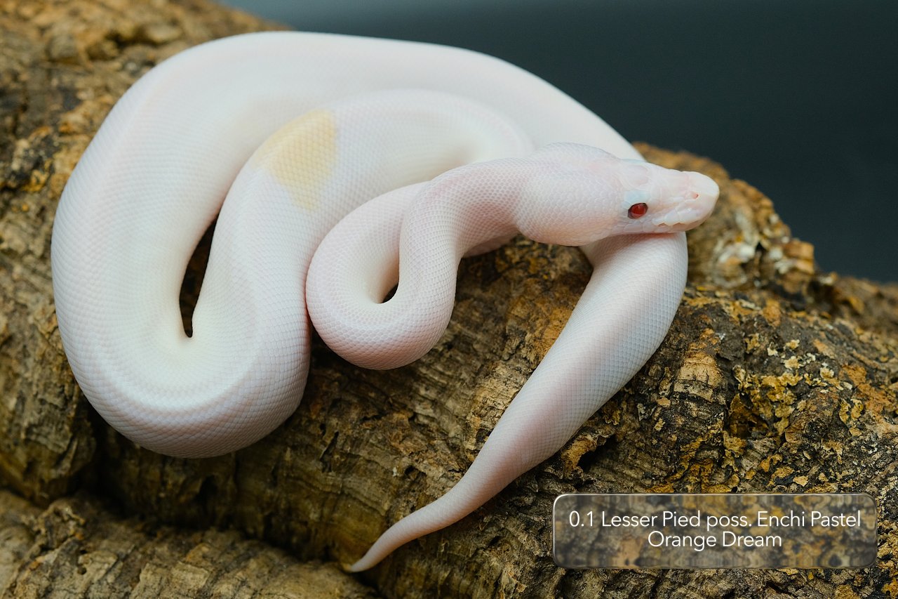 Diverse Pied / het. Pied Jungtiere suchen noch ein neues Zuhause - Schlangen - Mönchengladbach