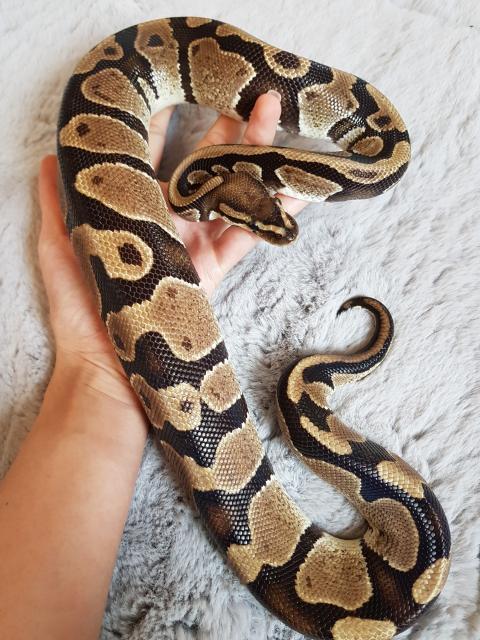 Wunderschöne Königspython  - Schlangen Python - Frankfurt am Main