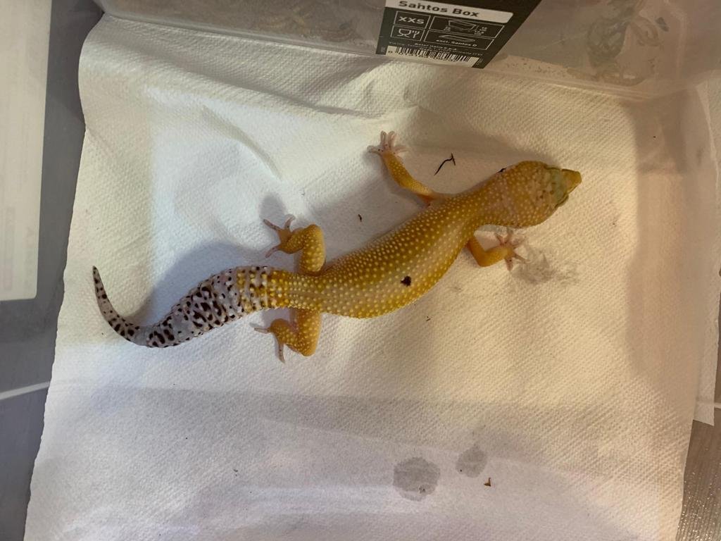 Leopardgecko männlich - Gecko - Lindau